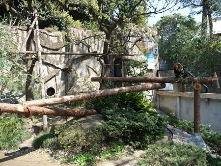 090409-野毛山動物園 レッサーパンダ