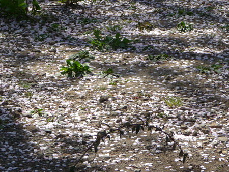 090409-野毛山公園の桜 (8)