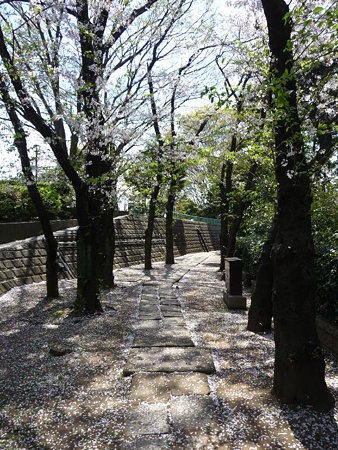 090409-野毛山公園の桜 (1)