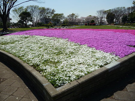 090409-野毛山公園の芝桜