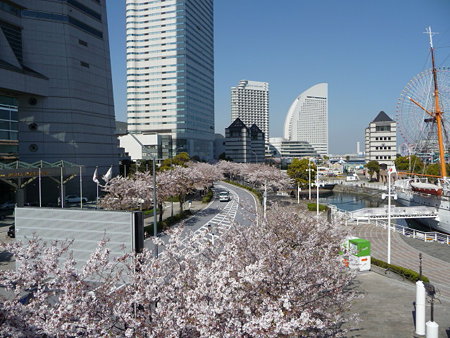 090409-MM21 さくら通り (1)