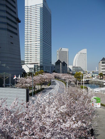 090409-MM21 さくら通り