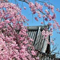 Photos: 桜本坊の枝垂れ桜