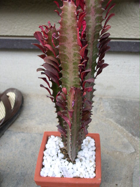 多肉植物 ユーフォルビア 紅葉彩雲閣 写真共有サイト フォト蔵