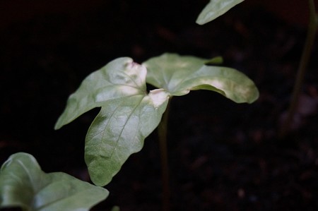 朝顔の芽5月17日 (6)