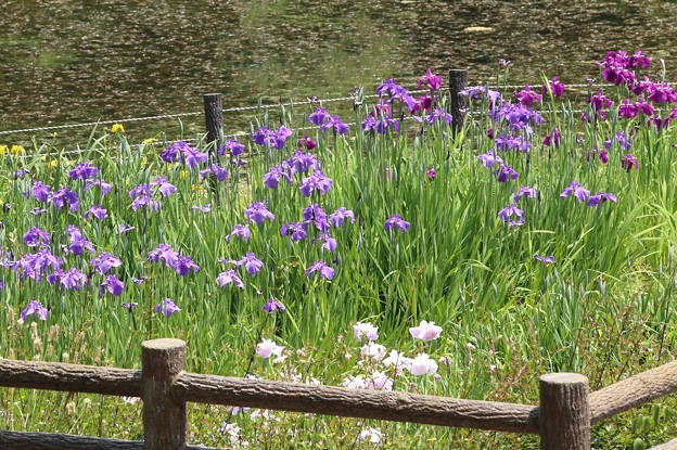 菖蒲