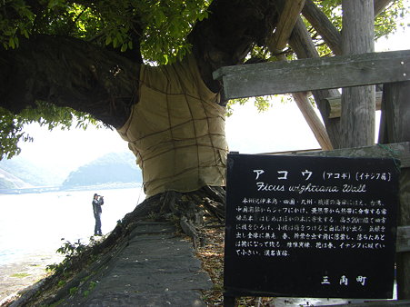 オムツして逆立ち