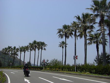 いきなり南国風