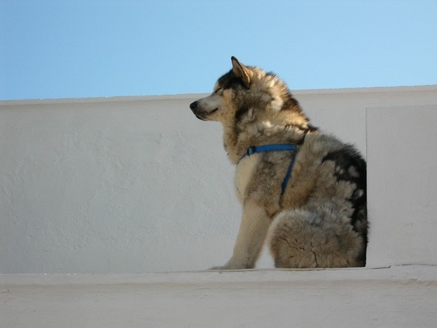 壁紙用 暑さに耐えてるハスキー犬 写真共有サイト フォト蔵