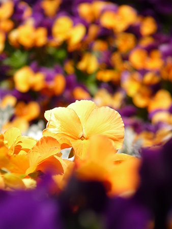 2009_0409_121413-P1020290
