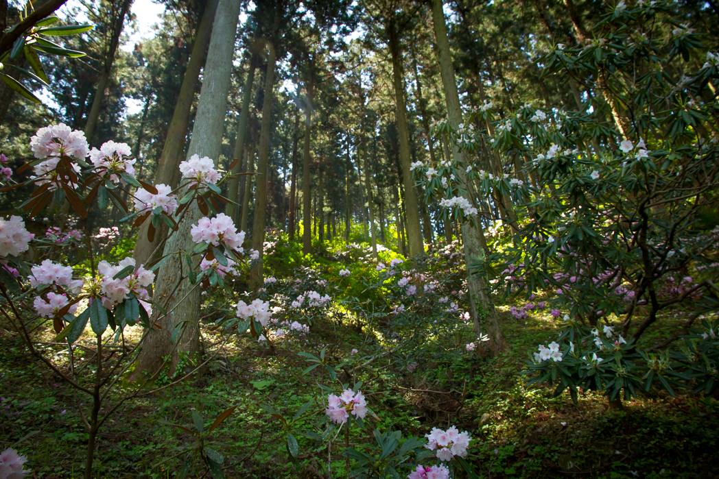写真: IMG_3328