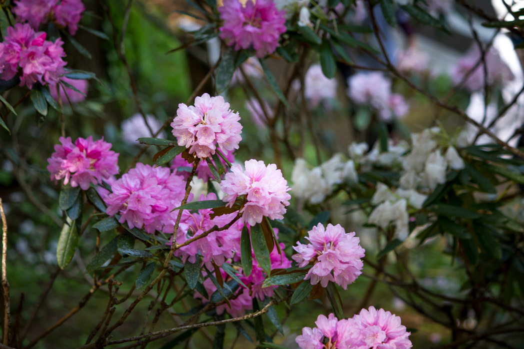 写真: IMG_3337
