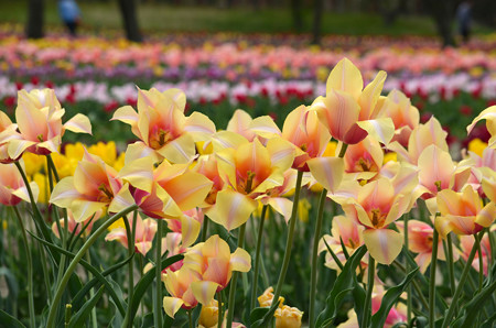14050315tulip10