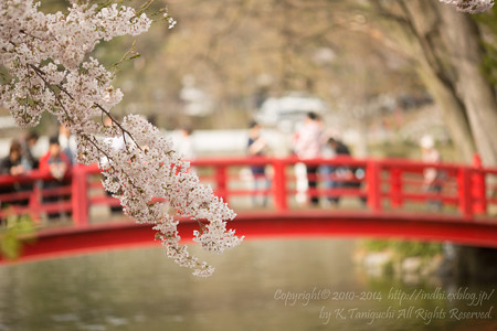 桜のむこう