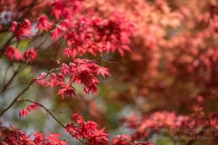 春紅葉