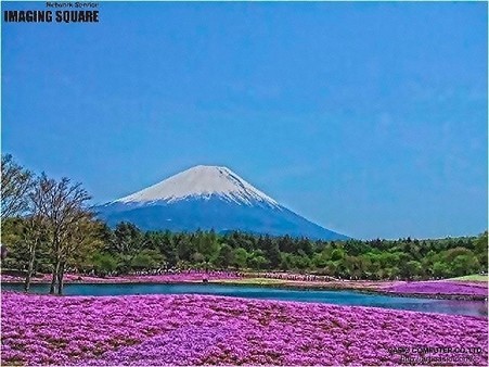 富士芝桜(HDRアートクラフト・中)
