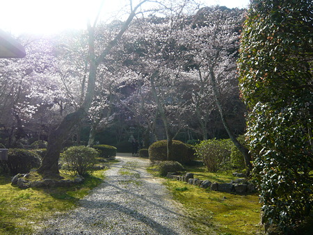 桜