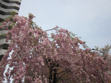 4枝垂桜も美しく