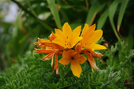 IMGP2593