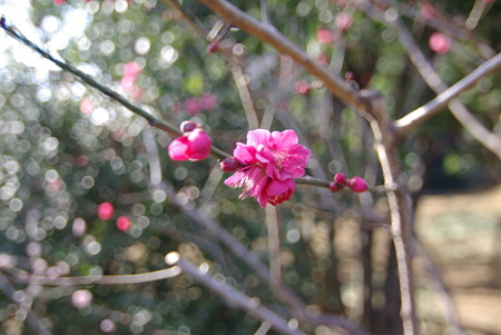IMGP0005