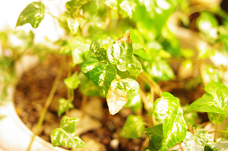 IMGP3852_s