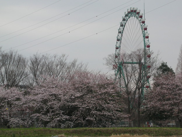 東武動物公園の観覧車と桜 写真共有サイト フォト蔵