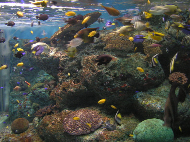 マリンピア日本海 熱帯魚 写真共有サイト フォト蔵