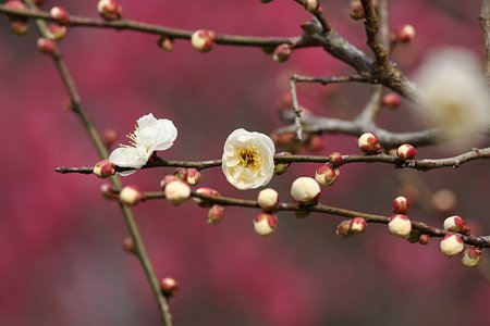 2009.02.11　こども自然公園　梅-1