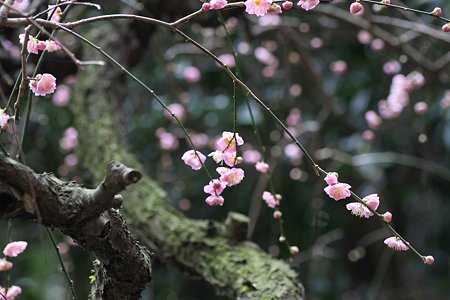 2009.03.07　報国寺　紅梅