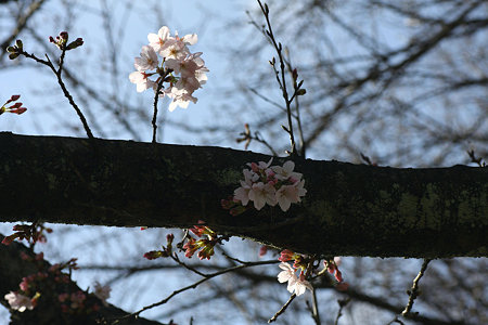2009.03.20　Yokohamaさくら咲く♪