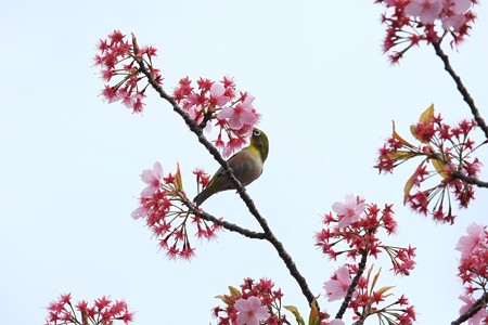 2014.04.11　和泉川　サクラにメジロ