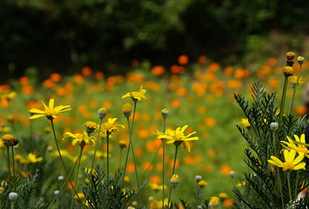 Yellowと・・Orangeの花たち・・
