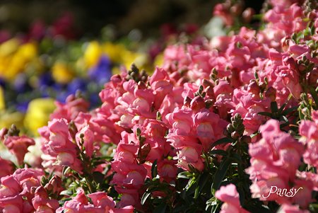 冬の春花壇~♪