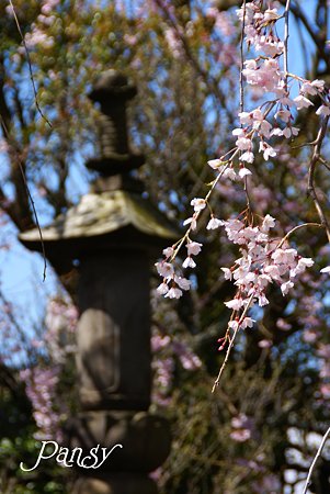 鎌倉 桜夢・・9