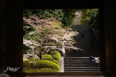 京都 桜さんぽ~4 知恩院にて・・