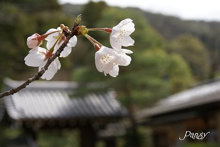 京都 桜さんぽ~8