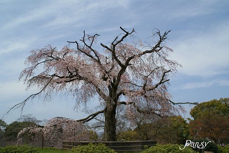 Symbol Tree・・円山公園にて・・
