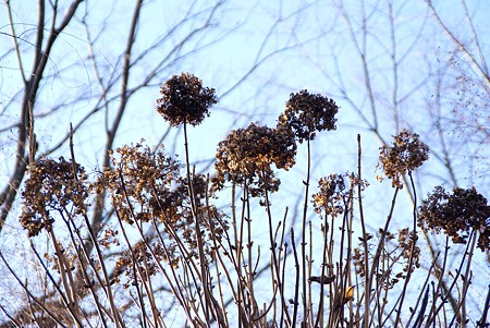 冬景色 紫陽花と‥樹と・・