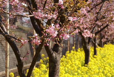三浦の河津桜～♪