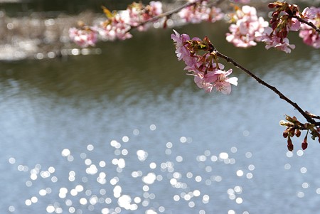 桜咲く・・水辺~♪
