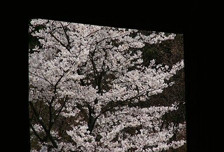 京都 桜さんぽ 14