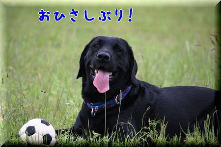 ひさしぶり