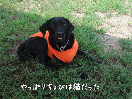 ちょび
