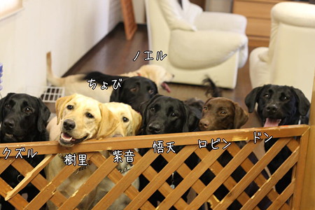 全員集合