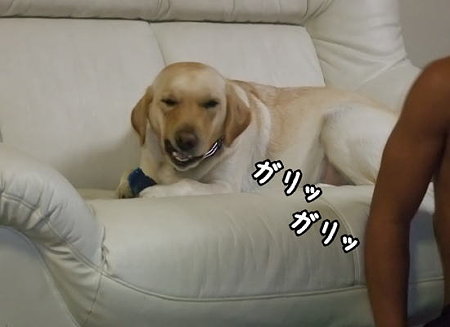 ガリッ1