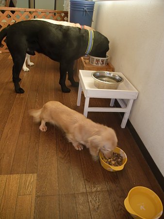 ご飯