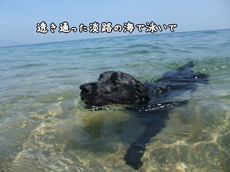 淡路の海で