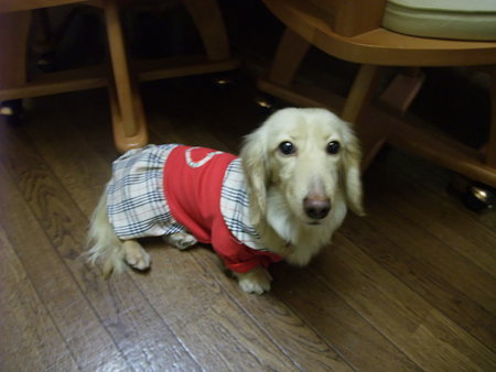 かわいすぎ