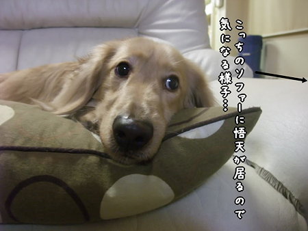 気になる・・・