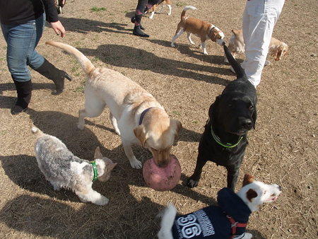 海ふれ~人も犬もいっぱい